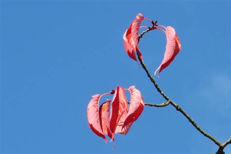 2010 Autumn Colours Flickr