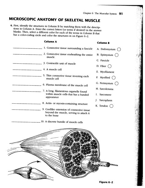 Human Muscles Worksheet