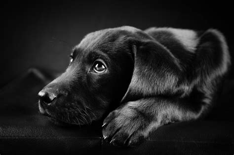 Black And White Dog Wallpapers 45 Wallpapers Adorable
