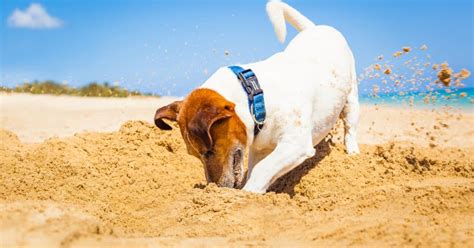 Why Do Dogs Bury Things Dog Blog