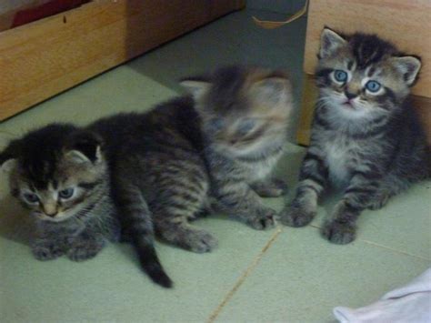 Persian Scottish Fold Kittens Sold 8 Years 4 Months
