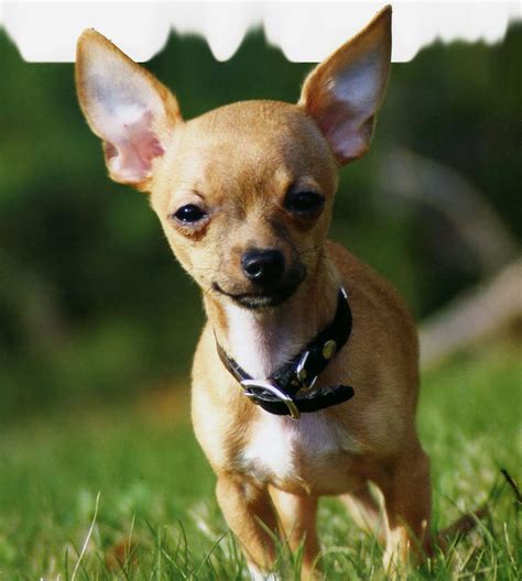 Chihuahueño O Chihuahua Razas De Perros Mascotas