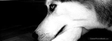 Pretty Husky Model Facebook Cover - Animals Quotes from famous authors, movies and people.