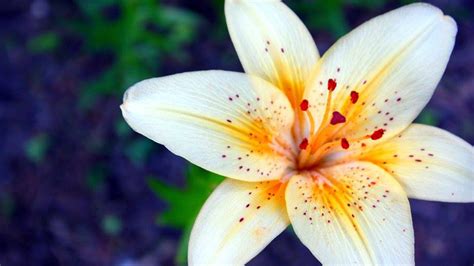 Lilies Flowers Wallpapers Beautiful Lily Hd Wallpaper Background