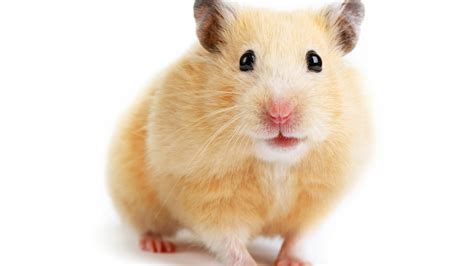 8 Hamster Facts That Will Change The Way You Look At Your Adorable Pet