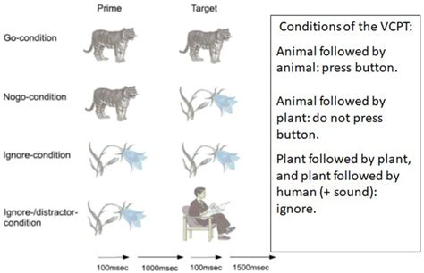 Vcpt Visual Continuous Performance Test Notes The Figure Shows The