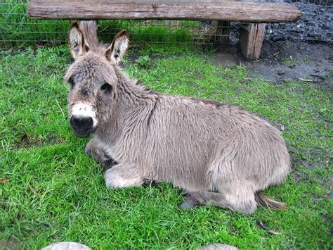 Miniature Donkeys Koroit Pet Resort