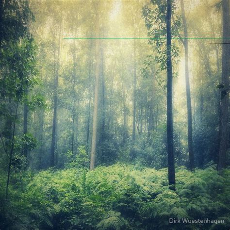 Serene Woodlands Misty Forest In Morning Light Photographic Print
