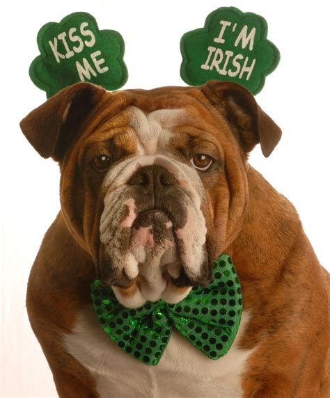Bulldog Kiss Me Im Irish Dog Blog