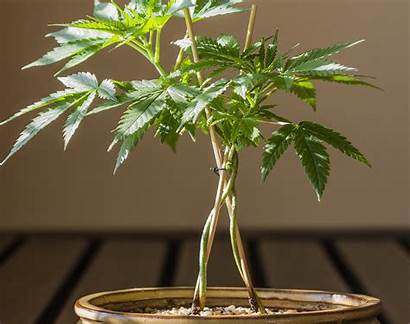 Cannabis Bonsai Pot Plants Marijuana Tree Growing