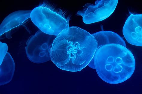 Do You Know How Baby Jellyfish Come Into The World Yodoozy