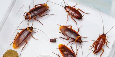 ¿viste alguna cucaracha en tu cocina? Plagas en la cocina | Codexa Control de plagas