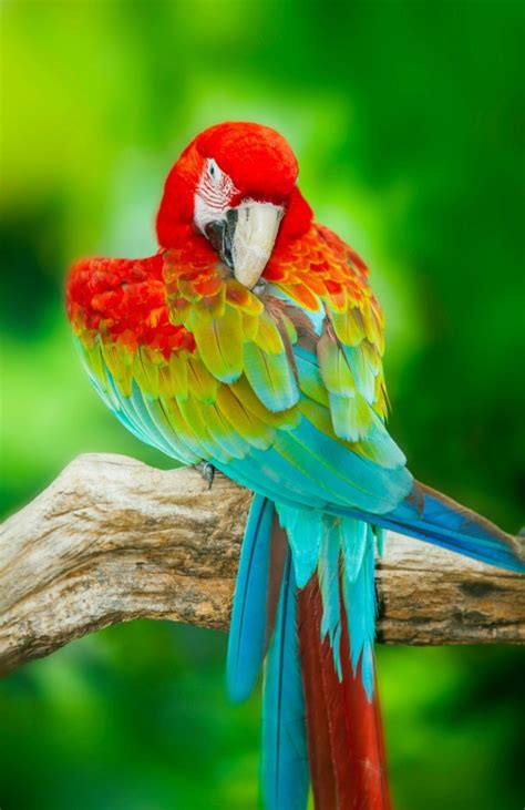 There have been many that state that an fr frost is a good trade for a parrot, but most of this is just conjecture. Parrot Photos and Information | ThriftyFun