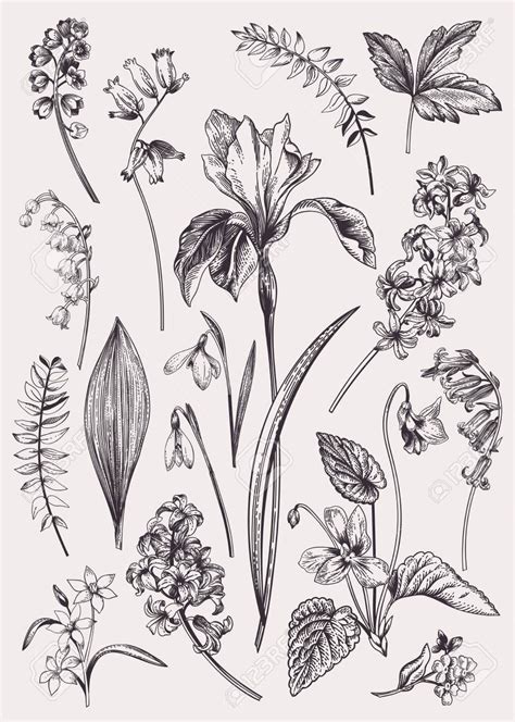 Gravure Illustration Plant Illustration Music Illustration Botanical
