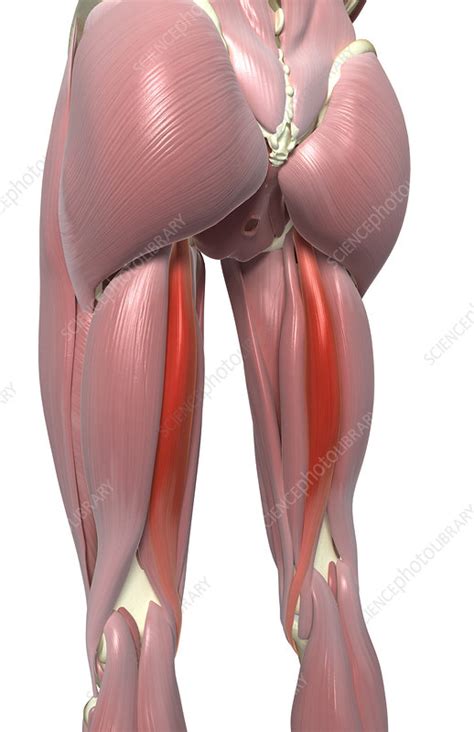 Semitendinosus muscle - Stock Image - F002/4163 - Science Photo Library