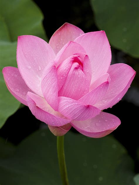 Pink Lotus Flower Wallpaper Iphone Android And Desktop Backgrounds