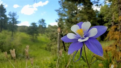 Swift* prized for its fragrance, medicinal. The Columbine flower: Colorado, USA's state flower growing ...
