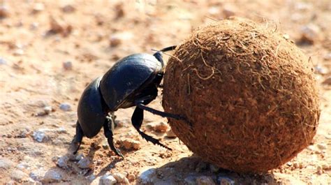 Bicho Del Dia El Escarabajo Pelotero Bichos Cerca De Casa