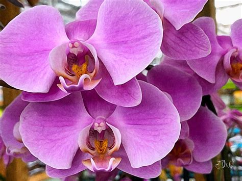 Check spelling or type a new query. Orchids in 2020 | Orchids, Artistry, Flowers