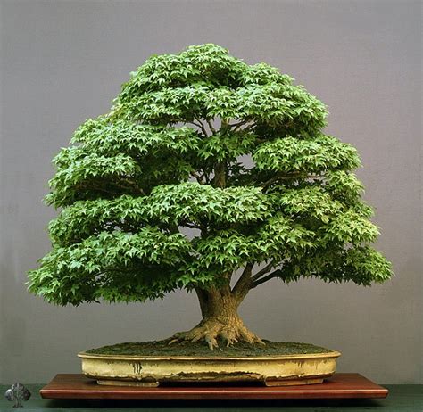 Care Guide For The Japanese Maple Bonsai Tree Acer Palmatum Bonsai