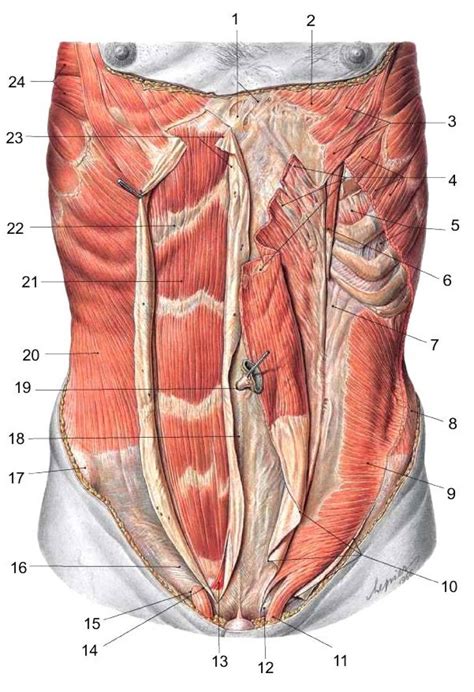 Anatomy Of Muscle In Abdomin