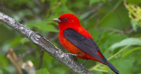 Scarlet Tanager Brightens Up Birders Day Literally