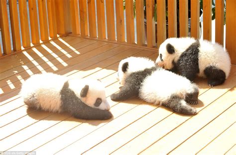 Three Fluffy Panda Cubs Debut At Chinese Bredding Centre