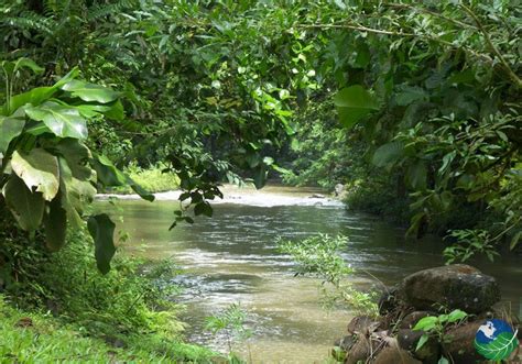 Sarapiqui Costa Rica Explore This Distant River Destination