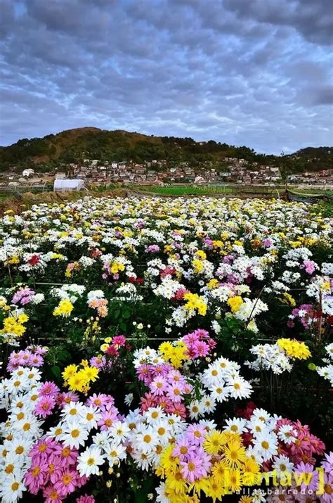 Field of Flowers | Baguio 🌲 BAGUIO.ph™