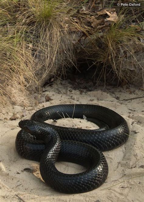 Eastern Indigo Snake The Orianne Society Snake Pet Snake