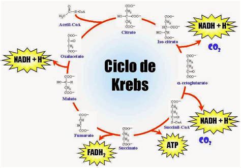 Mapa Mental Ciclo De Krebs SOLOLEARN