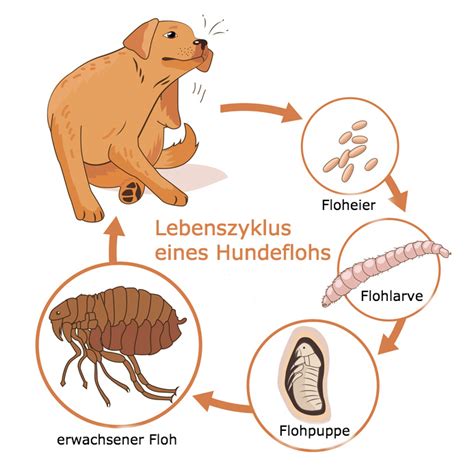 Flöhe können nur im warmen klima oder im sommer überleben. Flöhe erkennen - 5 typische Anzeichen für Flöhe ...
