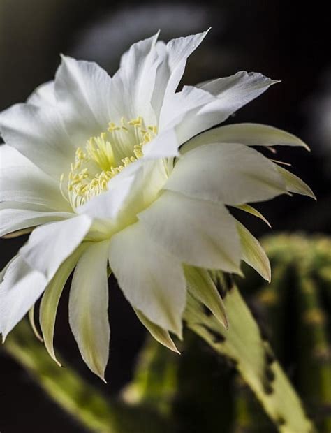 Echinopsis Subdenudata Easter Lily Cactus Care And Info Houseplant