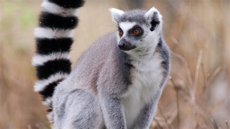 Ring Tailed Guys Photos Madagascars Legendary Lemurs