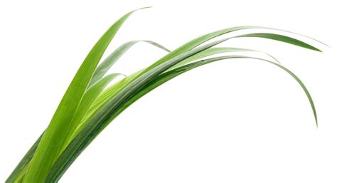 Green Grass Leaves Stock Photo Download Image Now 2015 Close Up