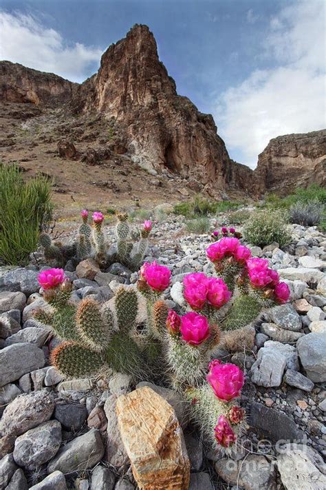 Provided to youtube by universal music group when the cactus is in bloom · bill monroe & the bluegrass boys the very best of bill monroe and his blue grass. Cactus Blooms Art Print by Bill Singleton | Desert flowers ...