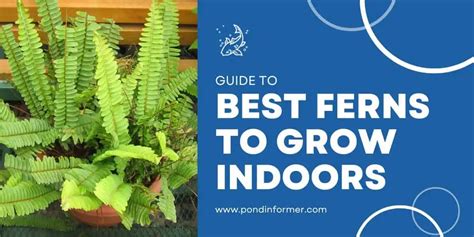 10 Best Ferns To Grow Indoors 2023 Easy Care Species Pond Informer