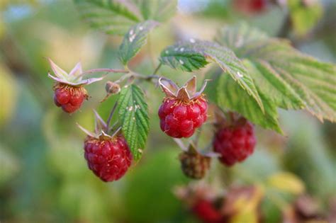 Raspberry Berries Rubus Spp In Newfoundland
