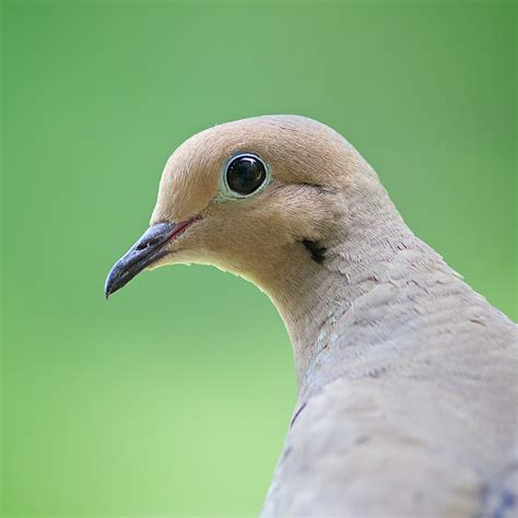 Mourning Dove - BirdWatching