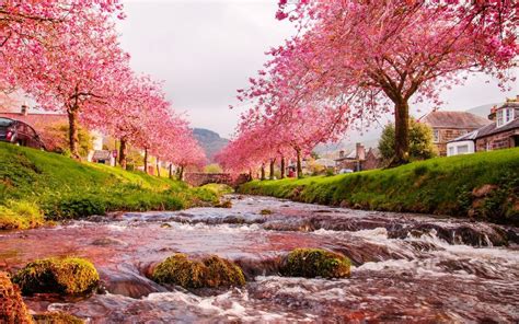 Gambar Pemandangan Cantik Bunga Sakura Beautiful Landscape