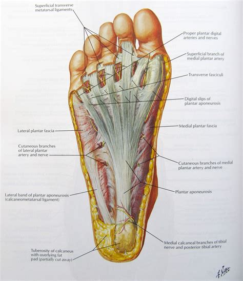 Notes On Anatomy And Physiology Using Imagery To Relax The Weight Foot Anatomy Anatomy And