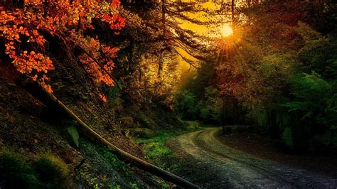 壁纸 2048x1152像素 泥路 秋季 森林 希腊 景观 性质 路径 摄影 太阳光线 日落 树木