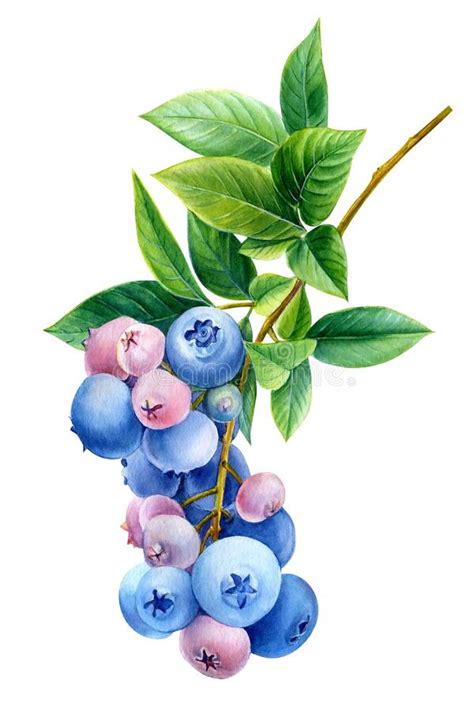 blueberry images blueberry flowers fruit illustration botanical illustration watercolor