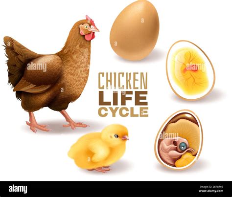 Chicken Life Cycle Stages Realistic Composition From Fertile Egg Embryo