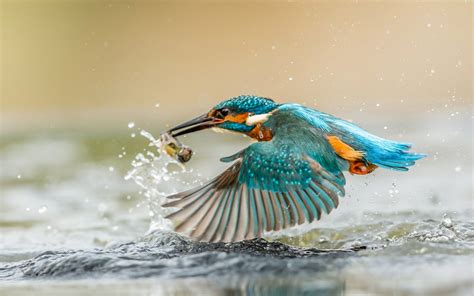 Free Download Kingfisher Bird With Caught Fish Desktop Wallpaper Hd