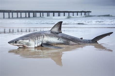 Great White Shark South Africa Photograph By Chantelle Flores Pixels