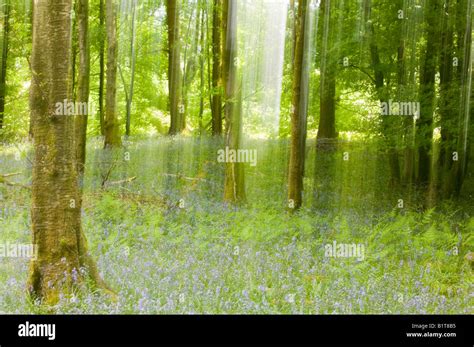 Bluebells In Spring Woodland Ambleside Cumbria Uk Stock Photo Alamy