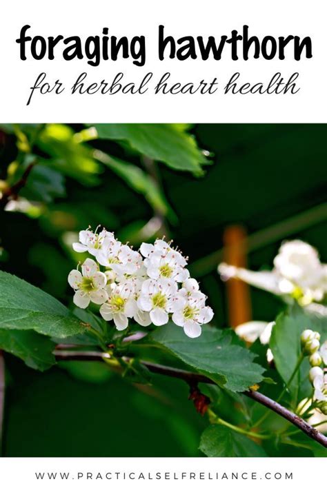 Foraging Hawthorn For Heart Health Flowers Healing Herbs Healing Plants