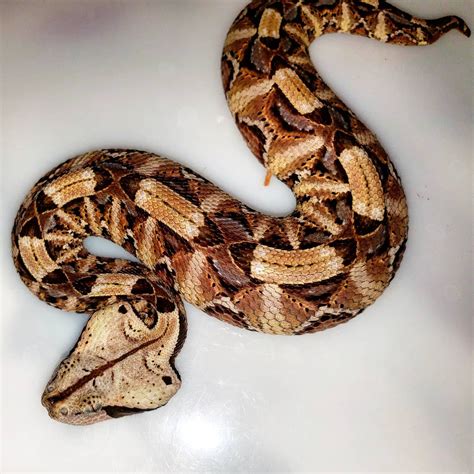 African Snakes Gaboon Viper In 2021 Gaboon Viper Snake African
