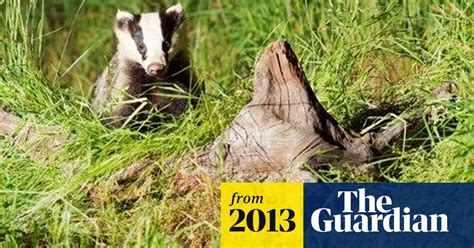Badger Cull Has Killed Less Than Half The Number Of Animals Intended